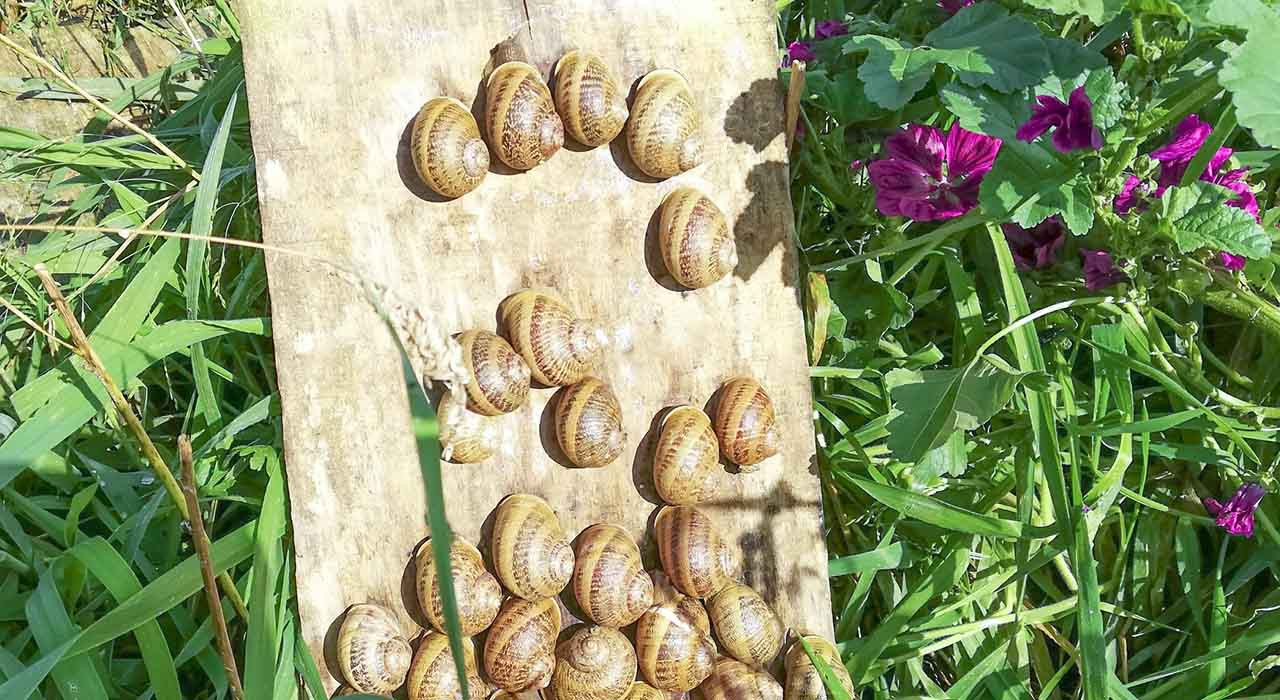 Escargots Bio de Vendée